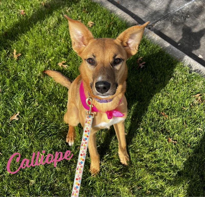 A young medium-sized female Australian Kelpie dog named Calliope misscongeniality for adoption in Houston, TX