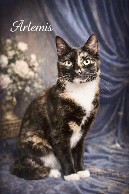 A senior small-sized female Domestic Short Hair cat named Artemis for adoption in New Freedom, PA