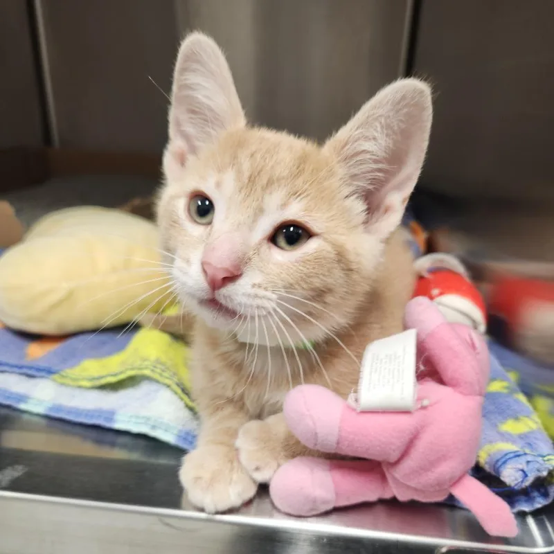 A baby small-sized male Buff / Tan / Fawn Domestic Short Hair cat named Pistachio for adoption in Fort Wayne, IN