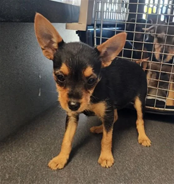 A baby small-sized female Yorkshire Terrier dog named Chica for adoption in Los Angeles, CA