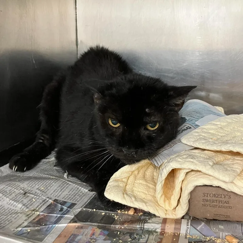 A senior small-sized male Black Domestic Short Hair cat named SVASStray for adoption in Lyndhurst, VA