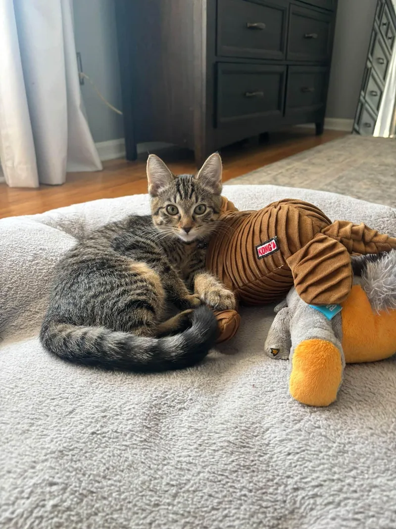 A young medium-sized female Domestic Short Hair cat named Tabby for adoption in Fort Thomas, KY