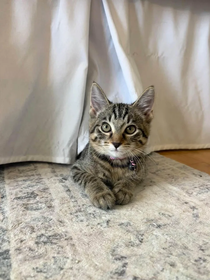 Tabby thumbnail 2