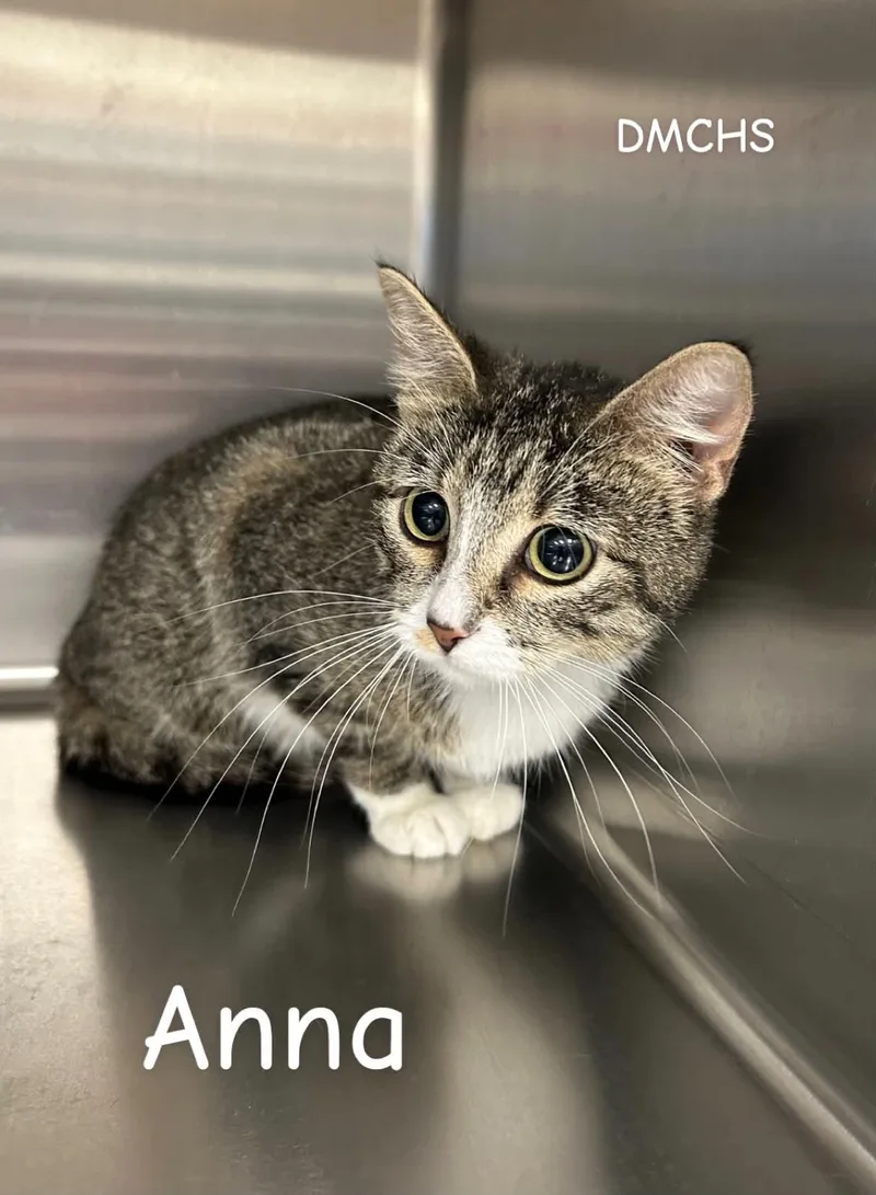 A young small-sized female Tabby (Buff / Tan / Fawn) Domestic Short Hair cat named Anna for adoption in Burlington, IA