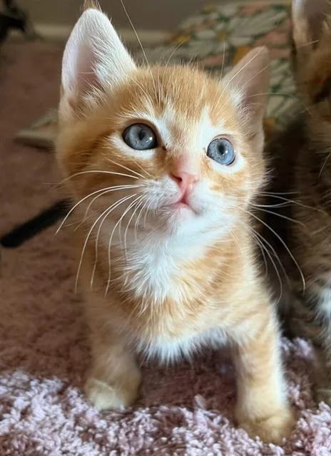 A baby small-sized male Domestic Short Hair cat named Jake for adoption in Chula Vista, CA