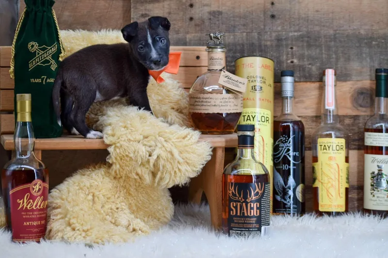 A baby medium-sized male Terrier dog named Blantons for adoption in Sevierville, TN