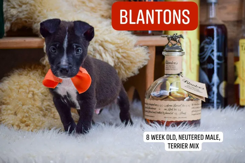 Blantons thumbnail 2