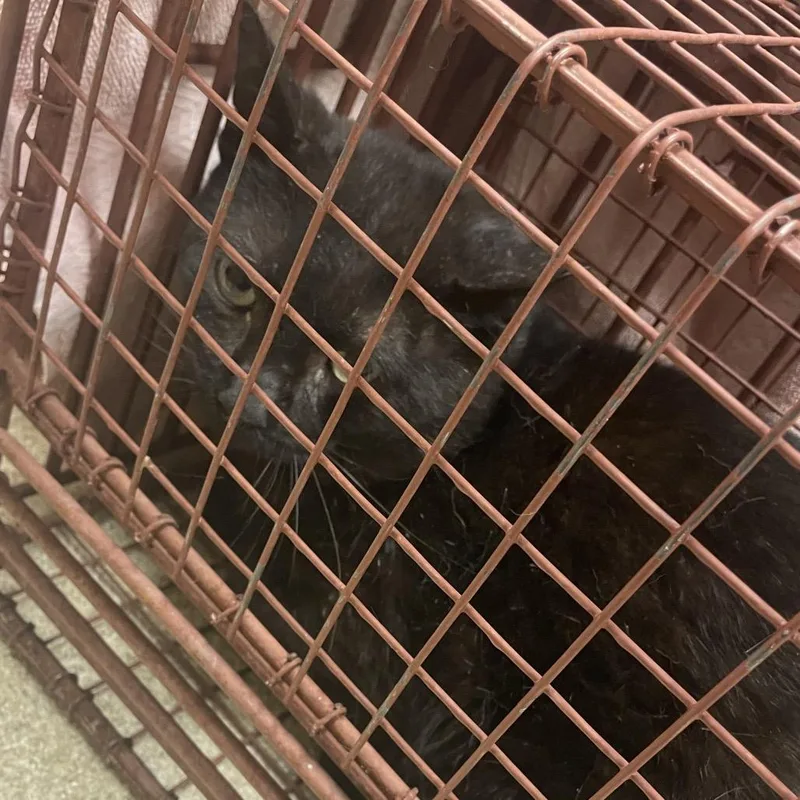 An adult medium-sized male Black Domestic Short Hair cat named Umberto for adoption in Bristol, IN