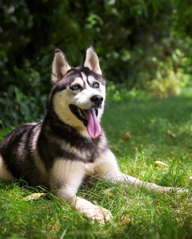 A baby large-sized female Black Husky dog named Gondola for adoption in Bridgeport, CT