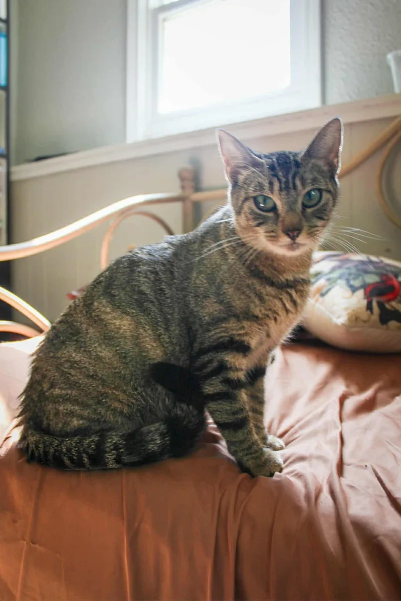 Mamma Mia thumbnail 2