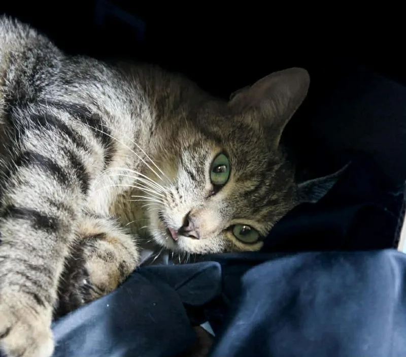 Mamma Mia thumbnail 3