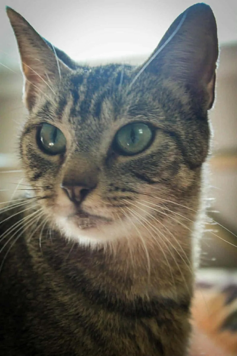 Mamma Mia thumbnail 4