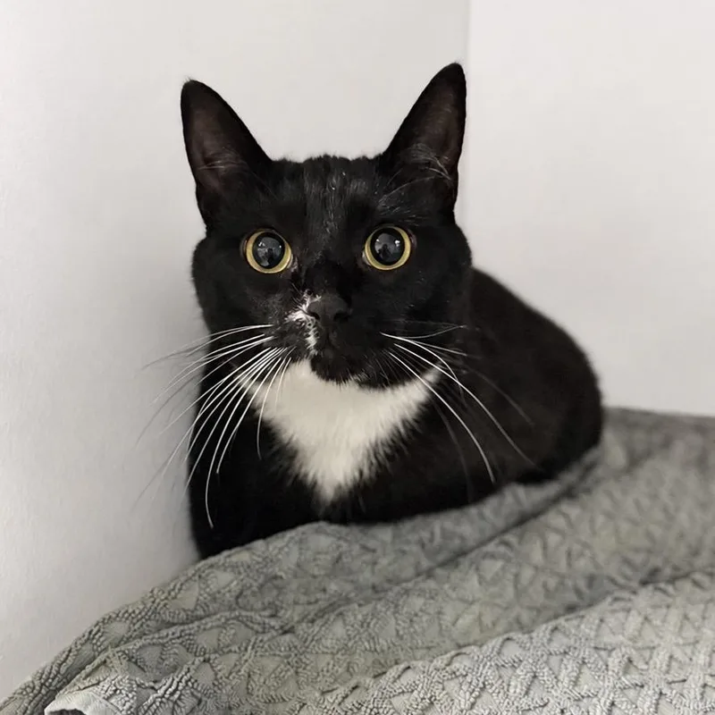 A young small-sized male Black Domestic Short Hair cat named Banchee for adoption in Fredericksburg, VA