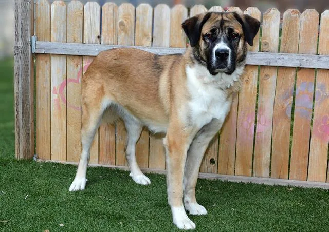 A young large-sized female Anatolian Shepherd dog named Suki for adoption in West Valley City, UT