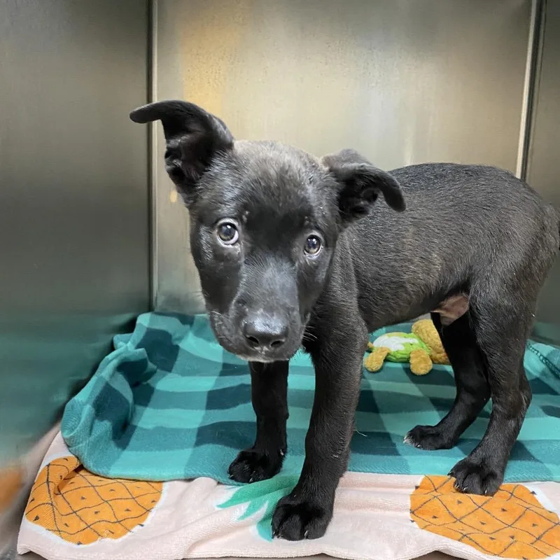 A baby small-sized male Black Mixed Breed dog named Miner for adoption in Caryville, TN
