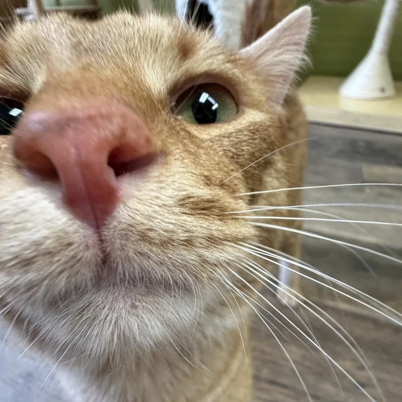 An adult large-sized male Orange / Red Domestic Short Hair cat named Fiorino for adoption in Normal, IL
