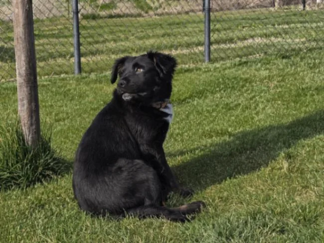 A young large-sized female Black Newfoundland Dog dog named Mira for adoption in renton, WA