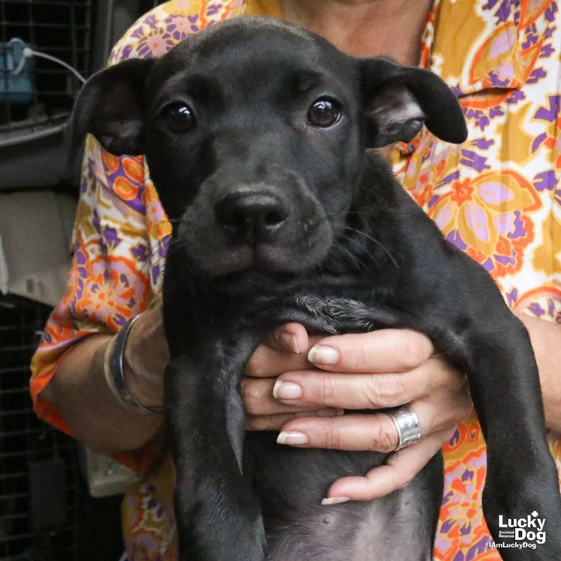 A baby medium-sized female Labrador Retriever dog named Noor for adoption in Washington, DC
