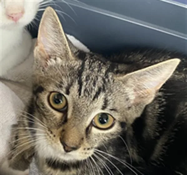 A baby small-sized female Domestic Short Hair cat named Applebee'S for adoption in Indianapolis, IN