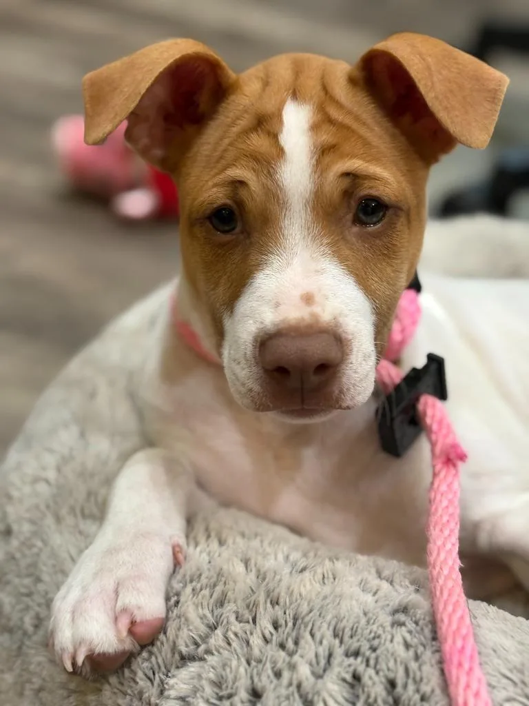 A baby large-sized female Mixed Breed dog named Cameo for adoption in Utica, MI