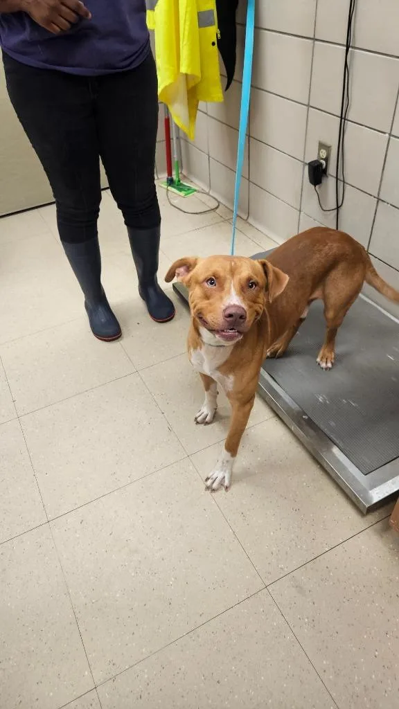 A young medium-sized male Mixed Breed dog named Waylon for adoption in Bossier City, LA