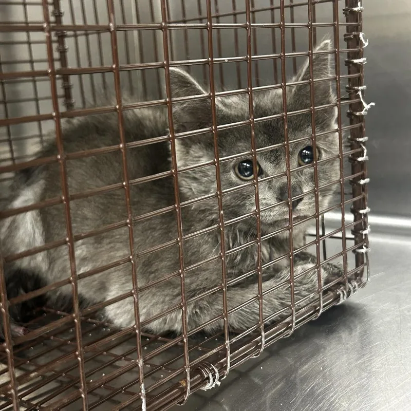 A baby small-sized male Gray / Blue / Silver Domestic Short Hair cat named Hermie for adoption in Winston-Salem, NC