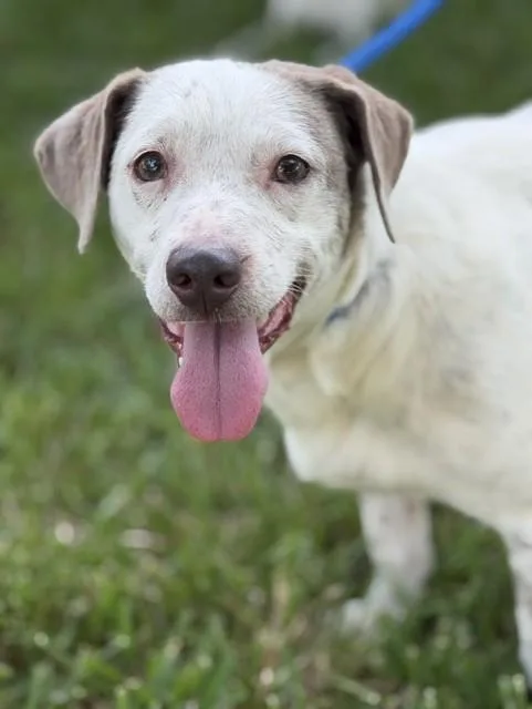 An adult small-sized male White / Cream Terrier dog named Mikey for adoption in Houston, TX