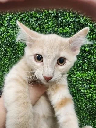 A baby small-sized male Domestic Short Hair cat named Larry $ for adoption in Seneca, SC