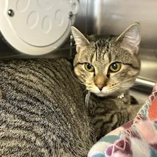 An adult medium-sized female Gray / Blue / Silver Domestic Short Hair cat named Katniss for adoption in Knoxville, TN