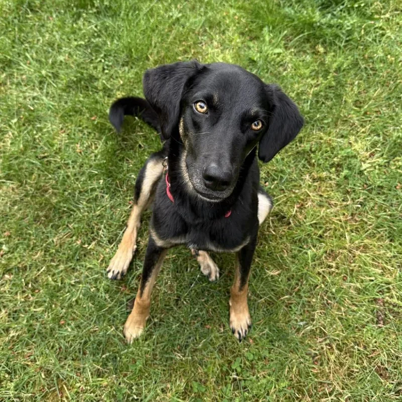 Bosco