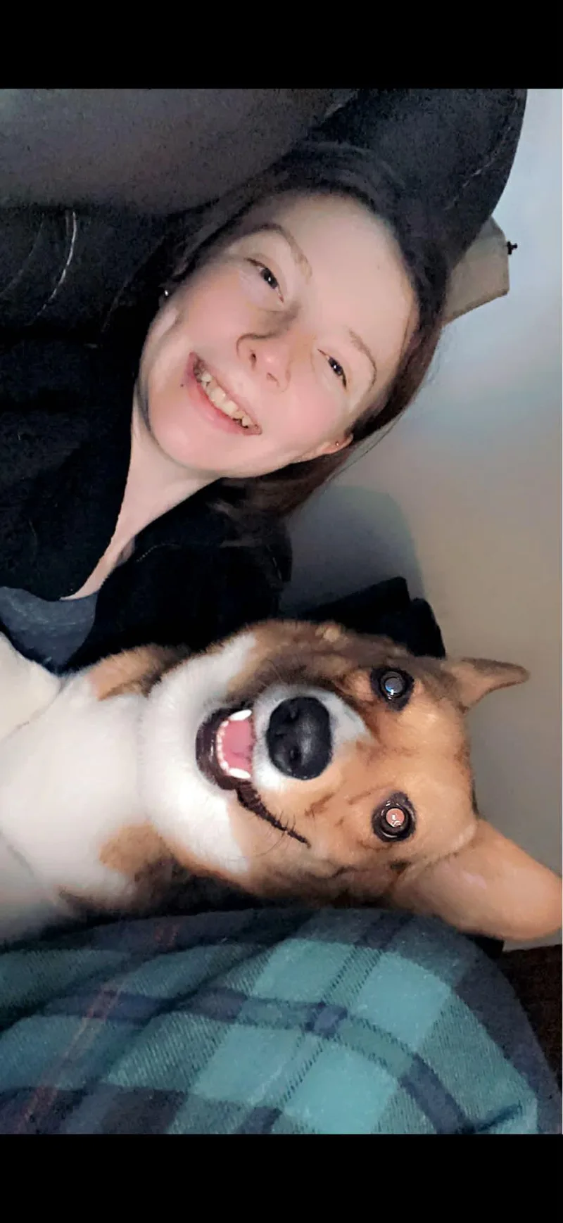An adult small-sized female Corgi dog named Smore for adoption in Alliance, OH