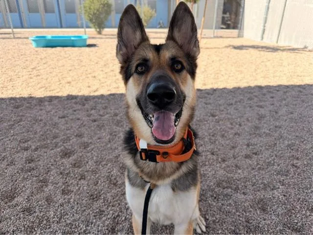 An adult large-sized male German Shepherd Dog dog named Elmer for adoption in Mesa, AZ