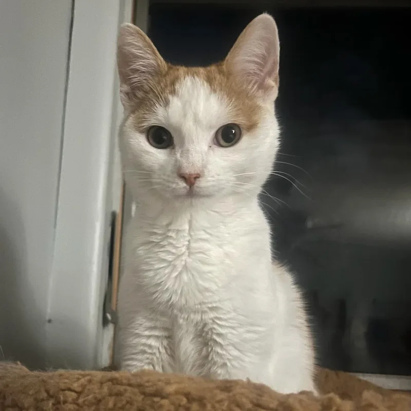 A young medium-sized female Orange & White Domestic Short Hair cat named Peaches for adoption in East Brunswick, NJ