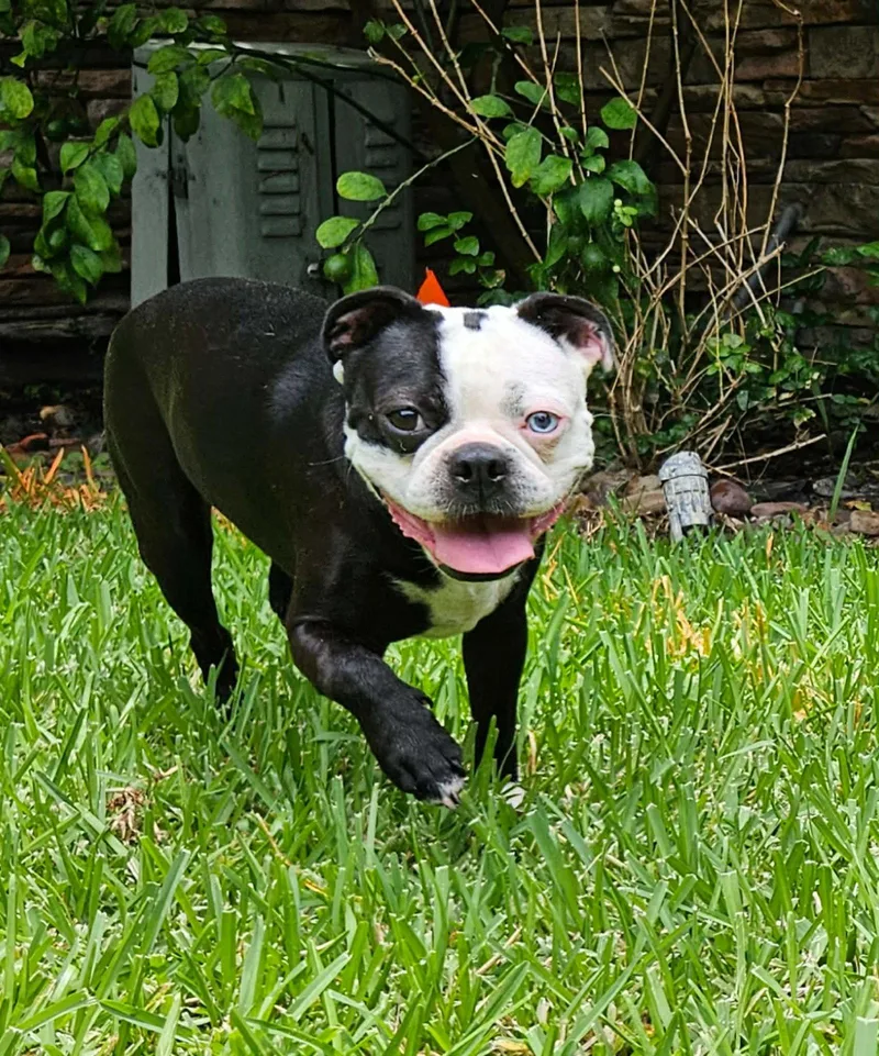 An adult small-sized male Boston Terrier dog named Gaston for adoption in Morganville, NJ