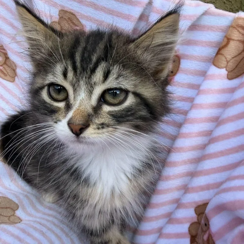 A baby small-sized male Brown / Chocolate Domestic Short Hair cat named Basil for adoption in Pacific Palisades, CA
