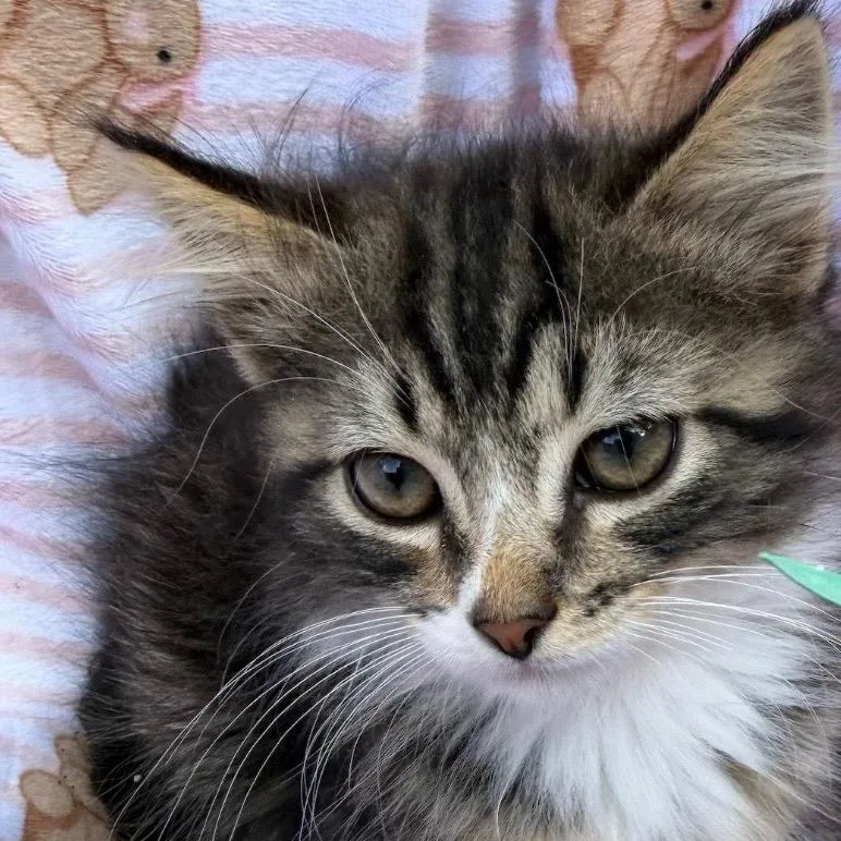 Basil thumbnail 4