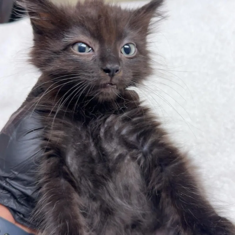 Sassy
