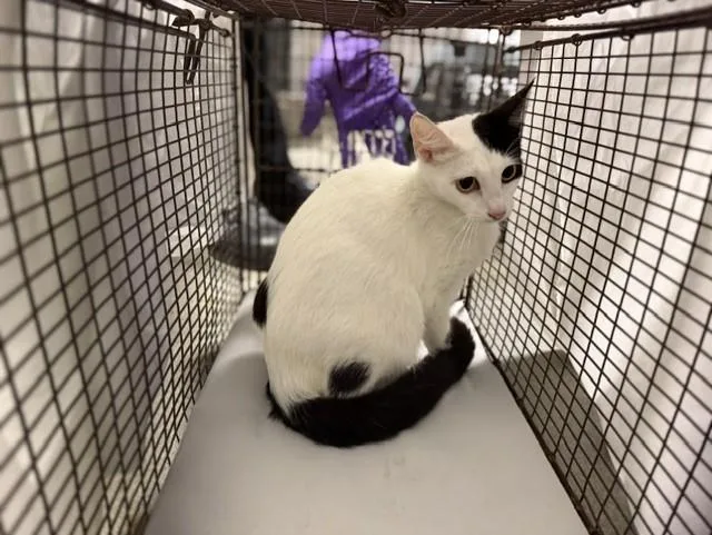 A young small-sized female Domestic Short Hair cat named Momma for adoption in Miami, FL