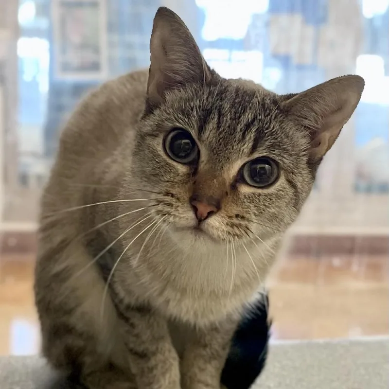 A young medium-sized female Seal Point Domestic Short Hair cat named Becca for adoption in Austin, TX