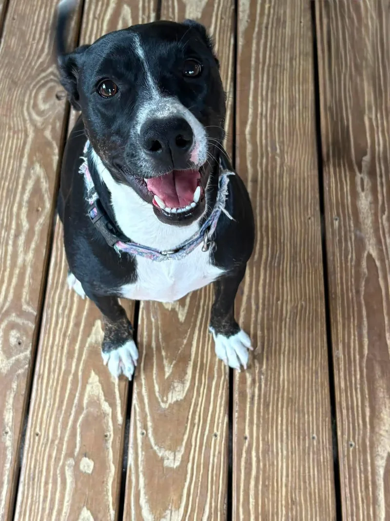 Suri