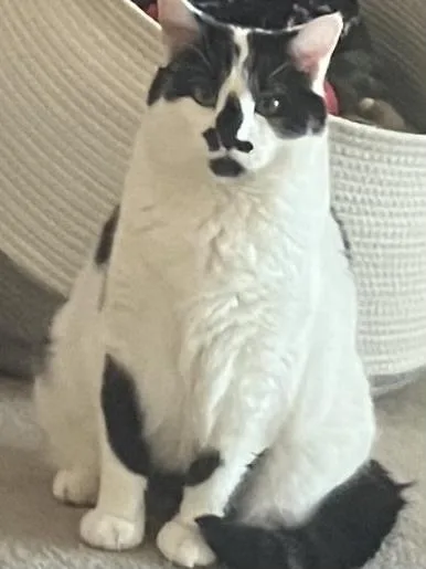An adult large-sized female Black & White / Tuxedo Domestic Short Hair cat named Oreo for adoption in Lincoln, NE