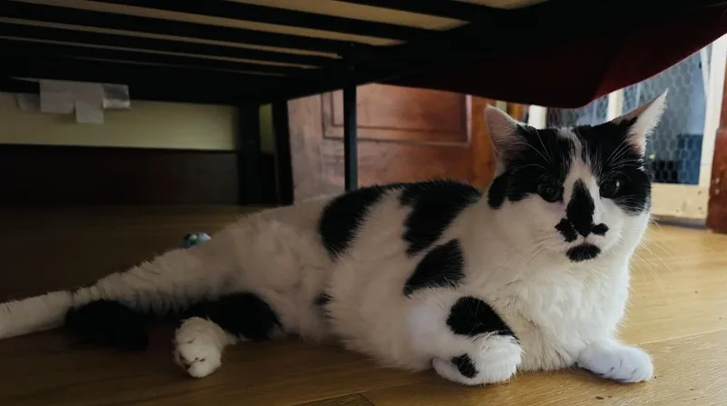 Oreo thumbnail 3
