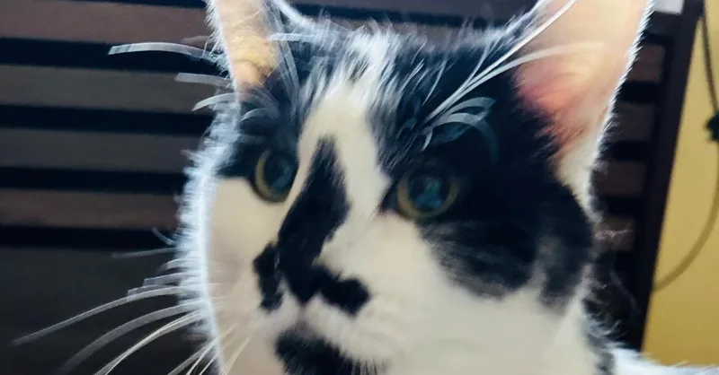Oreo thumbnail 5