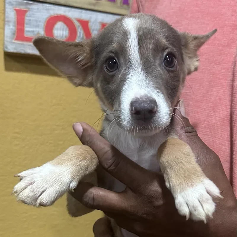 A baby medium-sized male Rat Terrier dog named Frankfort Local November for adoption in Brookshire, TX