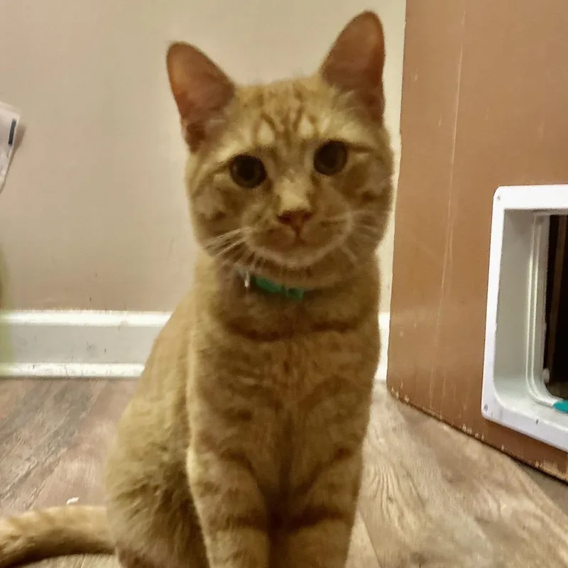 A young small-sized male Orange / Red Domestic Short Hair cat named Mikey for adoption in Philadelphia, PA