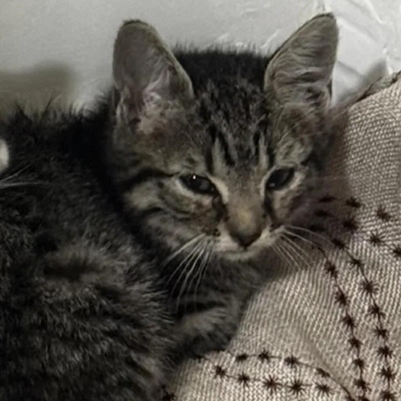 A baby small-sized male Gray / Blue / Silver Domestic Short Hair cat named Gremlin for adoption in Brooklyn, NY