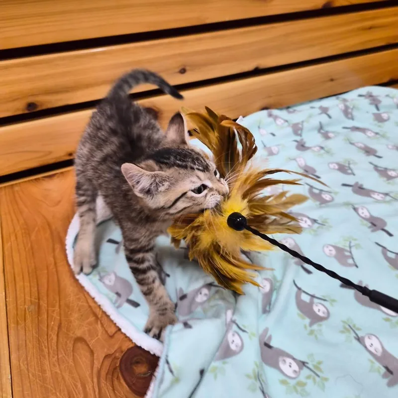 A baby small-sized male Domestic Short Hair cat named Bumblebee for adoption in Woodstock, IL