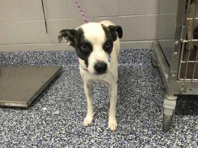 An adult medium-sized male Terrier dog named A for adoption in Thousand Palms, CA