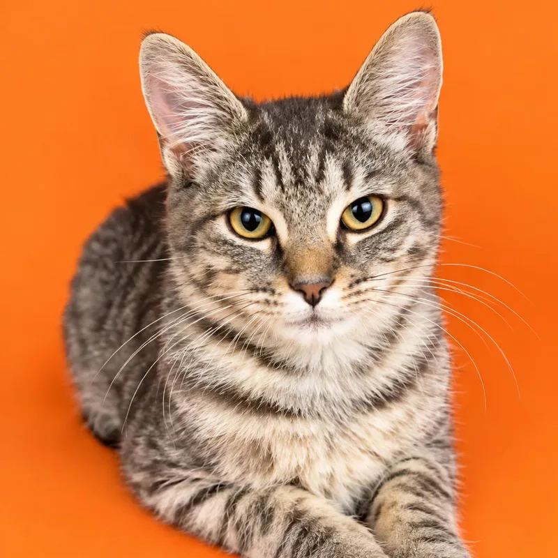A baby small-sized male Gray / Blue / Silver Domestic Short Hair cat named Jack for adoption in Concord, NC