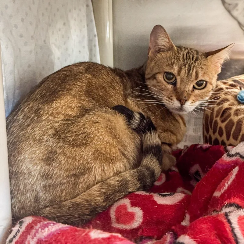 An adult medium-sized female Brown / Chocolate Bengal cat named Maggie for adoption in Kennebunk, ME